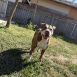 Staffordshire terrier örökbe fogadható