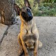 Belga juhász/ malinois kiskutyák 