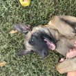 Belga juhász/ malinois kiskutyák 
