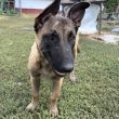 Belga juhász/ malinois kiskutyák 