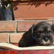 Törpe schnauzer kölykök eladók