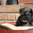 Törpe schnauzer kölykök eladók