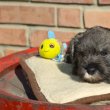 Törpe schnauzer kölykök eladók