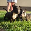 Miniatür Bullterrier