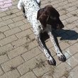 fajtatiszta jellegű német vizsla 