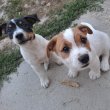 Eladó Jack Russel kiskutyák
