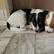 Eladó Jack Russel kiskutyák
