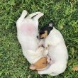 Eladó Jack Russel kiskutyák