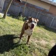 Staffordshire terrier