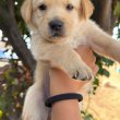 Labrador Retriever puppies 