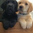Labrador Retriever puppies 