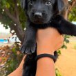 Labrador Retriever puppies 