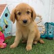 Törzskönyvezett golden retriever kölykök eladók