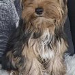 Colorful Yorkshire terrier