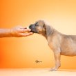 Cane Corso Kölykök