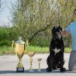 Cane Corso Kölykök