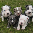 staffordshire terrier