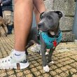 Bull terrier puppies for sale 