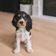 English cocker spaniel puppies for sale 