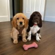 English cocker spaniel puppies for sale 