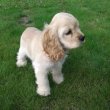 English cocker spaniel puppies for sale 