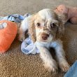 English cocker spaniel puppies for sale 