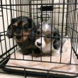 Dwarf size dachshund puppies for sale 