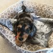 Dwarf size dachshund puppies for sale 