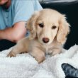 Dachshund puppies ready for Homes 