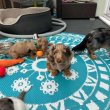 Dachshund puppies ready for Homes 
