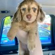 Dachshund puppies ready for Homes 