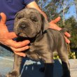 Cane corso blue and dark for sale 