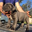 Cane corso blue and dark for sale 
