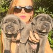 Registered cane corso puppies 