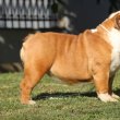 15 hónapos angol bulldog szuka