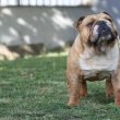 15 hónapos angol bulldog kan