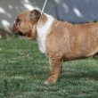 15 hónapos angol bulldog kan
