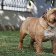 15 hónapos angol bulldog kan