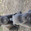 Amstaff x Bully