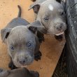 Amstaff x Bully