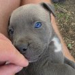 Amstaff x Bully