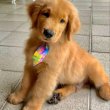 Elvihető golden retriever kölykök