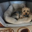 Rorkshir terrier