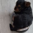 Yorki kiskutyàk szerető gazdit keresnek