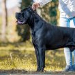 Cane Corso kölykök