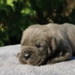 Cane Corso kölykök