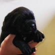 Cane Corso kölykök