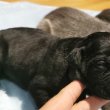 Cane Corso kölykök