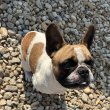 Eladó 1 éves kislány francia bulldog