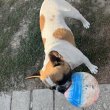 Eladó 1 éves kislány francia bulldog